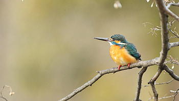 Yellow Blue Kingfisher Bird Is Standing On Tree Branch In Blur Background Birds HD wallpaper