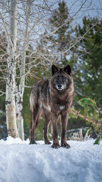 snow, Animal, wolf, winter animals HD phone wallpaper