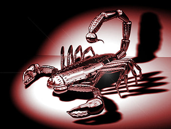 Red Scorpion, metalic, metal, scorpion, red HD wallpaper
