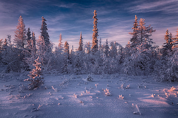 Spruce trees, Nature's beauty, Tree branches, Forest landscapes HD wallpaper