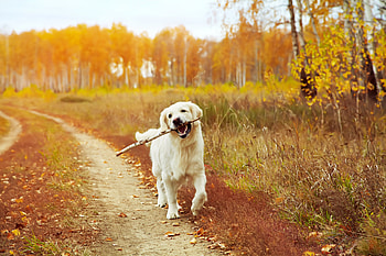 Enjoying an Autumn day, fall, golden, dog, leaves, playing, sticks, autumn HD wallpaper