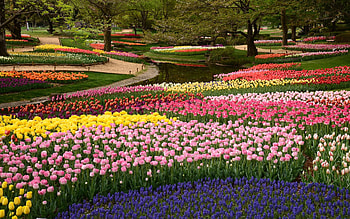 Spring in Flower Park of Tokyo, blossoms, trees, colors, tulips, hyacinths HD wallpaper