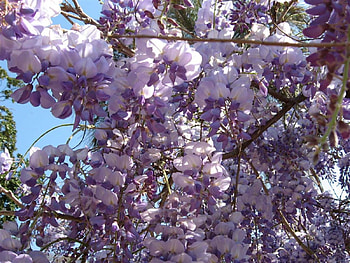 purple racemes, purple, flowers HD wallpaper