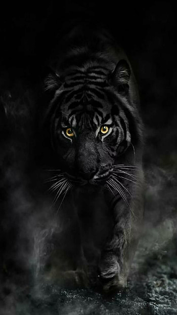 Black Tiger, Tiger Black, King Of Jungle, Animal HD phone wallpaper