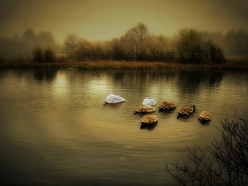 Can you see it yet, swans, morning, trees, cute, funny, lake, sunrise HD wallpaper