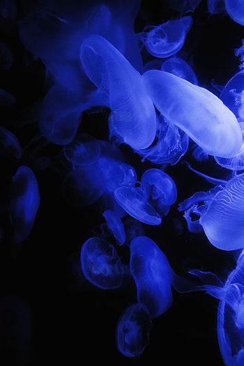 Jellyfish, blue, glow HD phone wallpaper
