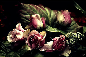 Royal roses, bouquet, green leaves, roses, black background, cream and rose color HD wallpaper
