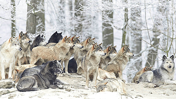 Eurasian wolves, Wild Animals HD wallpaper