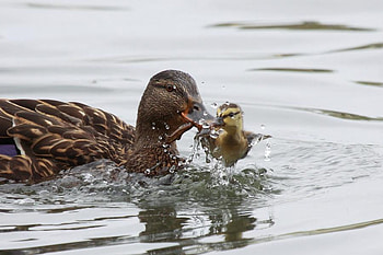 A Helping Hand, ducks, moms, babies, nature, water, lake, ducklings HD wallpaper