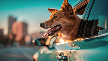 Urban Joyride: Dog in Car, Dog, Car, Pet HD wallpaper