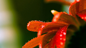 Drops, Macro, Petals, Shadow, Dew HD wallpaper