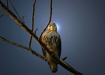 Bird in Moonlight, cool HD wallpaper