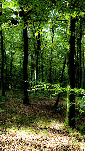 Forest, Nature, Beautiful HD phone wallpaper