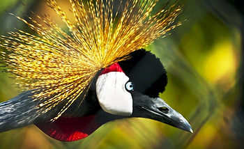The Bird, great, bird, unique, nice HD wallpaper
