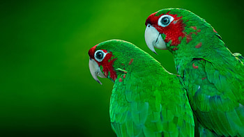 Amazona viridigenalis, Parrots HD wallpaper