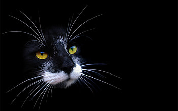Cat, Dark, Muzzle, Shadow, Color HD wallpaper