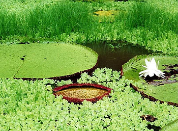Large Waterlily, waterlily, flower, pond HD wallpaper