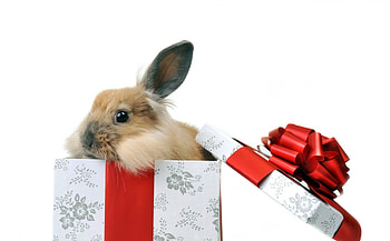 Surprise!, animal, white, craciun, pasti, cute, gift, bunny, valentine, box, iepuras, christmas, red, easter, bow HD wallpaper