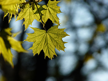 Maple, leaf, spring HD wallpaper