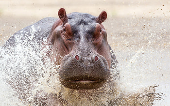 Africa, hippo, close-up, bokeh, wildlife, hippopotamus, water splashes, river HD wallpaper
