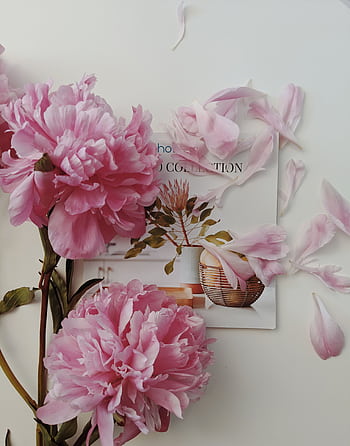 Delicate pink peonies with scattered petals against a minimalistic magazine layout. HD phone wallpaper