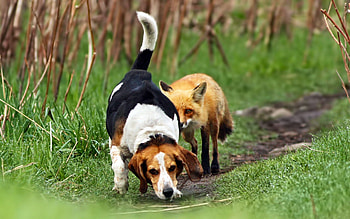 Animals, Grass, Fox, Dog, Path, Stroll, Trail HD wallpaper