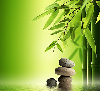 green bamboo grass HD wallpaper