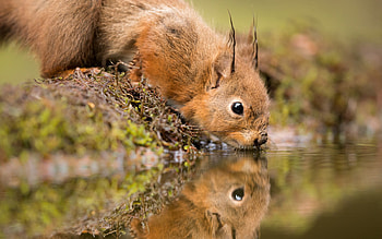 Squirrel, animal, water, rodent HD wallpaper