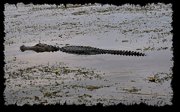 Alligator Exit 1, animal, wide screen, wildlife, graphy, alligator, , reptile HD wallpaper