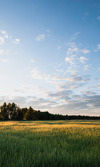 Nature, Trees, Grass, Sky, Field HD phone wallpaper