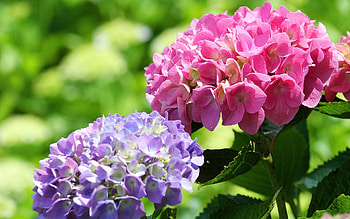 Hydrangea, flowers, plants, macro HD wallpaper