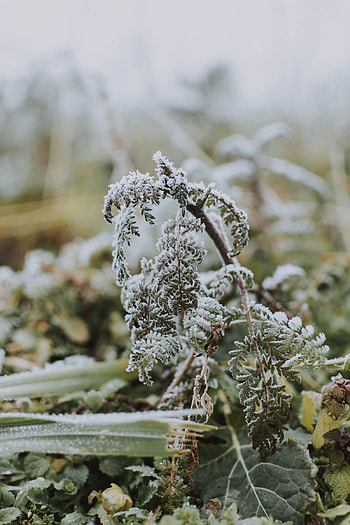 Plant, Macro, Fern, Frost HD phone wallpaper