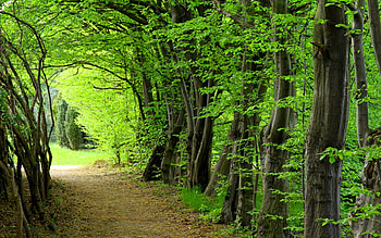 Path HD wallpaper