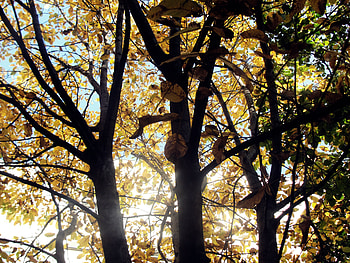 Trees in autumn, trees, autumn, season, leaves HD wallpaper