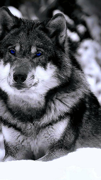 wolves , Pack of legends, Majestic creatures, Untamed spirits HD phone wallpaper