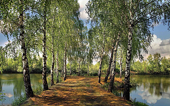 Birch Tree, Nature, Forest HD wallpaper