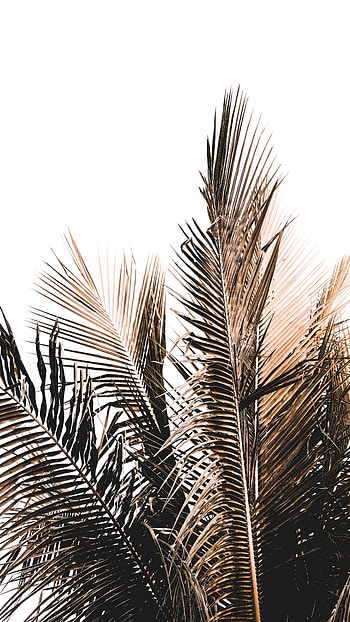 Minimalism, Palm, Branch HD phone wallpaper