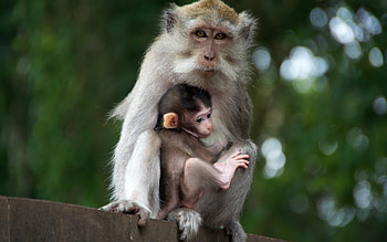 High-Quality Monkey , Primate Portraits, Detailed , Stunning Beauty HD wallpaper