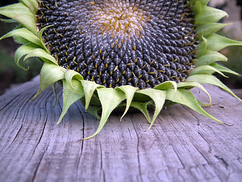 Sunflower seeds , Peakpx stock , Versatile ingredient, Culinary possibilities HD wallpaper