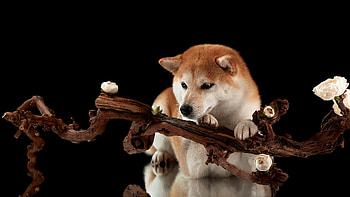 Dog, cute, animal, graphy HD wallpaper