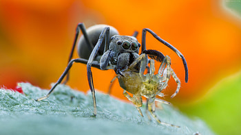 Spider animal , Nature's beauty, Animal portraits, Wall-worthy HD wallpaper