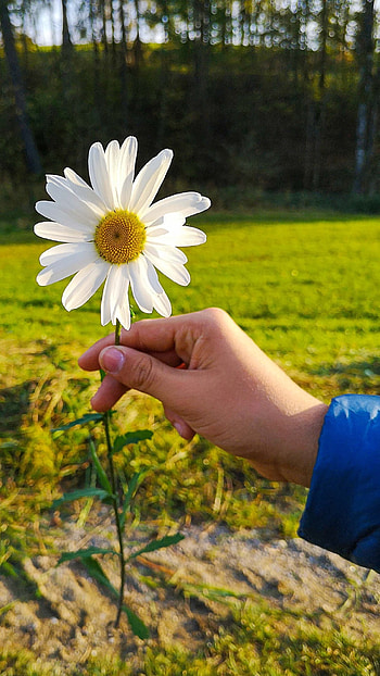 nature, flower HD phone wallpaper