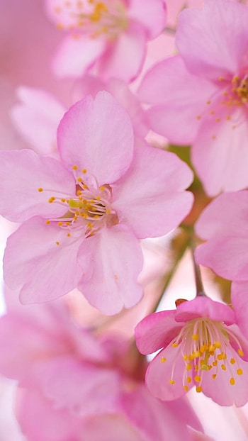 May Background, Pink, Floral Background HD phone wallpaper