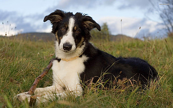 Border Collie, animals, pets, dogs, leash, nature HD wallpaper