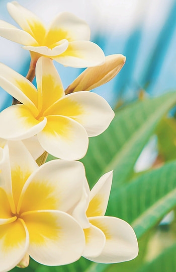 White yellow plumeria, Unique floral combination, Exotic beauty, Harmonious elegance HD phone wallpaper