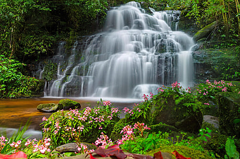 Waterfall in tropical forest, forest, tropics, plants, trees, waterfall, cascades, beautiful HD wallpaper