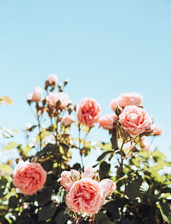 Vibrant pink roses blooming outdoors under a clear blue sky, symbolizing romance and summer beauty. HD phone wallpaper