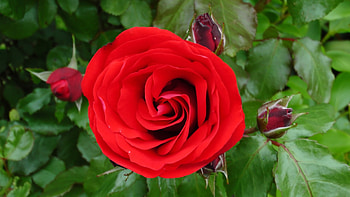 Bright Red Rose, rose, leaves, buds, petals, green, red, nature, flowers HD wallpaper