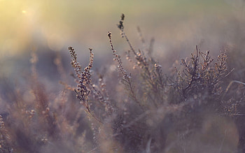 Grass, Bush, Plant, Macro, Blur, Smooth HD wallpaper