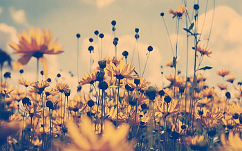 Flowers, Sky, Field, Shadow HD wallpaper